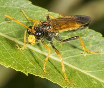 Bladhveps tenthredo campestris